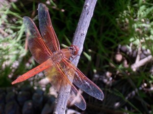 dragonfly